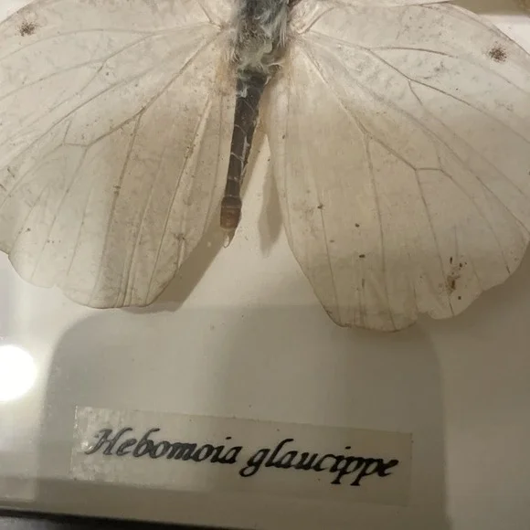 Real Taxidermy Butterfly Specimen Desk Wall Decoration Nature Great Orange Tip - Picture 2 of 7